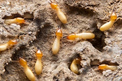 Hills Commercial Pest Control cover