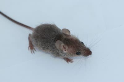 Hills Commercial Pest Control project 3