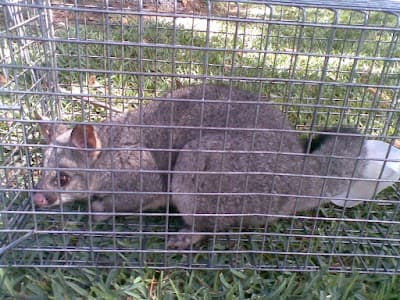 Hills Commercial Pest Control project 4
