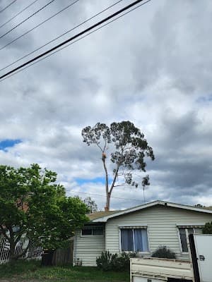 Hillside Tree Care project 3