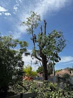 HMM Tree Services
