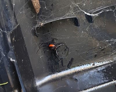HomeMasters Pest Control project 4