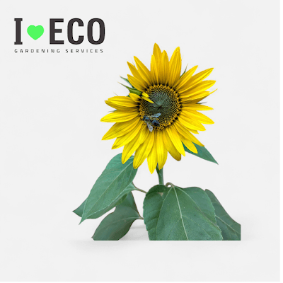 I LOVE ECO project 1
