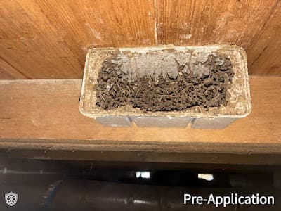 IG Pest Control Australia Nunawading cover