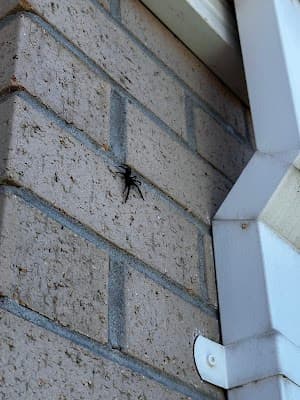 InsectoKill Pest Control project 3