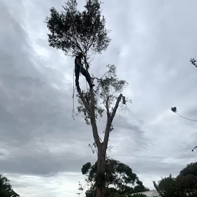 J & B Tree Service - Tree and Stump Removal Adelaide cover