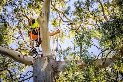 Jacob's Ladder Tree Service cover