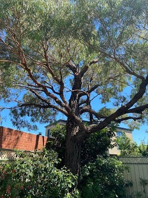 Jim's Trees
