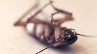 JLS Professional Pest Control