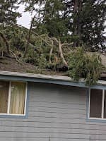 JOEYS TREE SERVICES