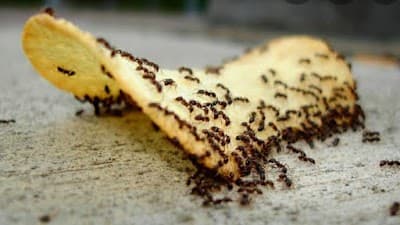 JUGGERNAUT PEST CONTROL cover