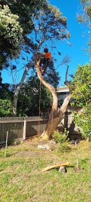 KC Treecare cover