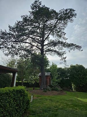 Livingstone Tree Service cover