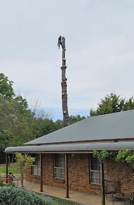 Livingstone Tree Service project 3