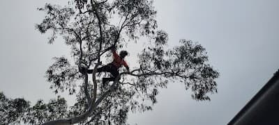 Longwood Tree Climbing