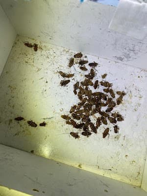 Masters Pest Control Sydney | Penrith cover