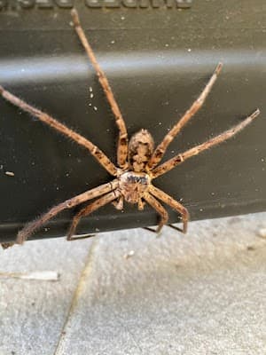 Masters Pest Control Sydney | Penrith project 3