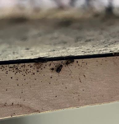 Masters Pest Control Sydney | Penrith project 4