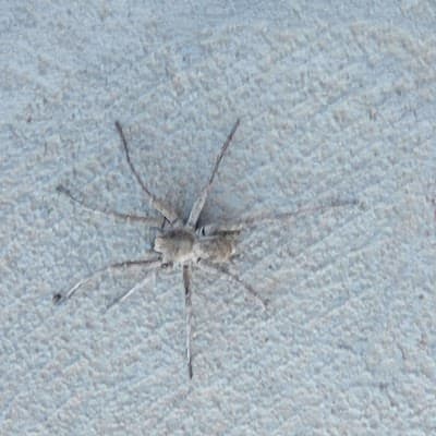Mates Rates Pest Control project 4