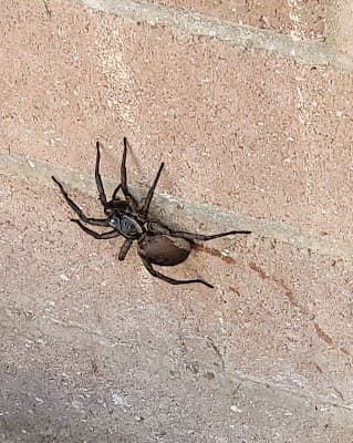 Mates Rates Pest Control project 5