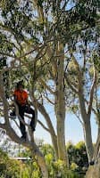 McLeod Trees