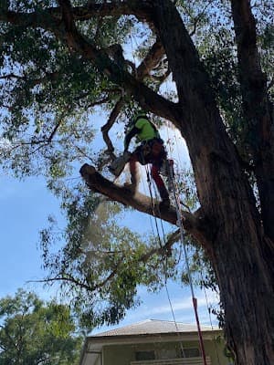 MD Tree Work project 4