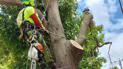 MD Tree Work project 1