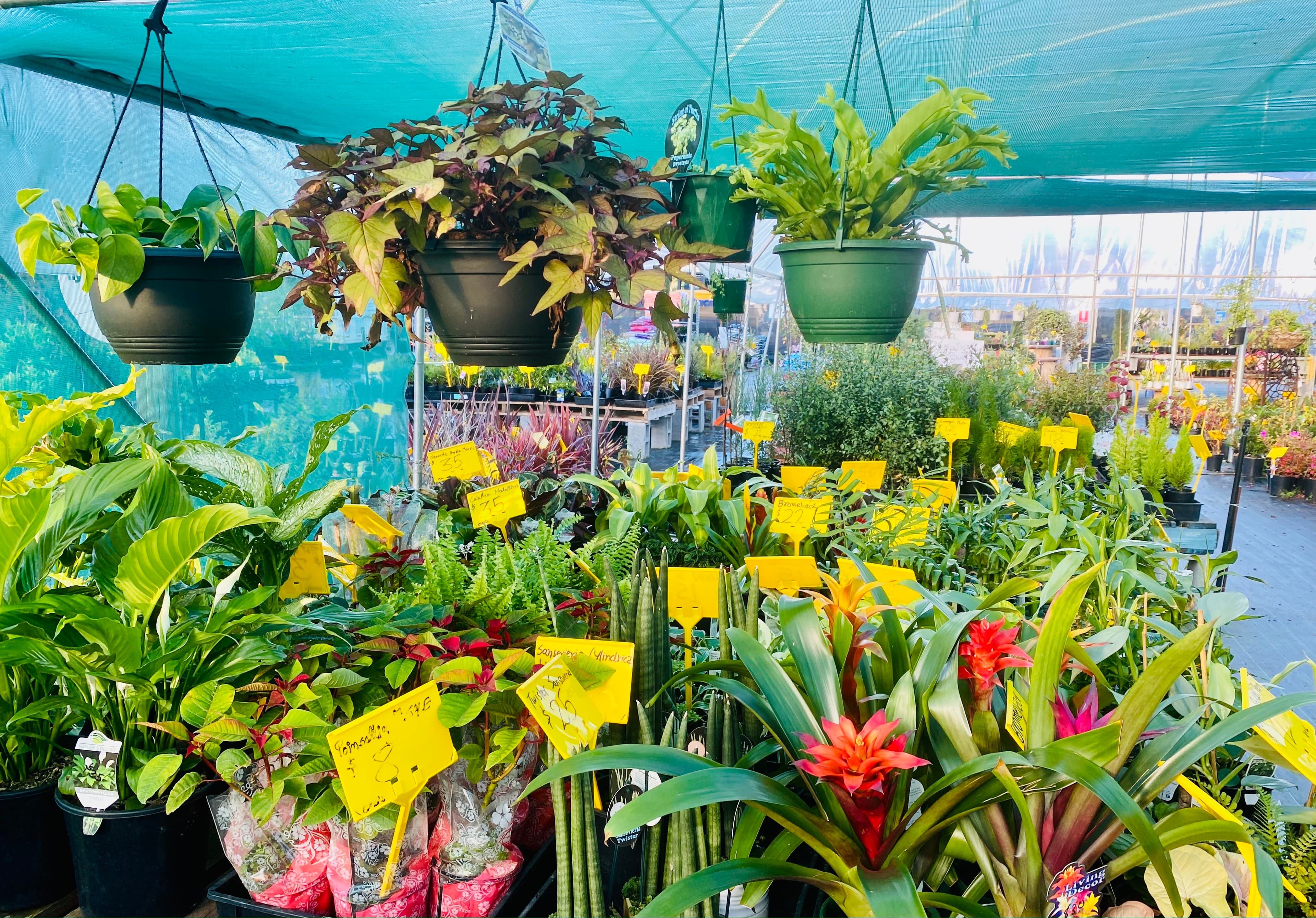 Mr Singh services(Nursery & landscape services)