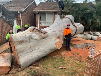 MTS Tree Service