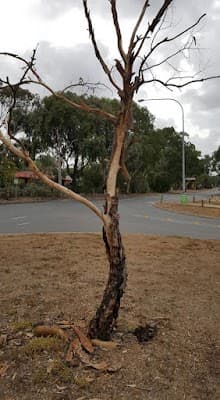 Murray Pest Control - Adelaide cover