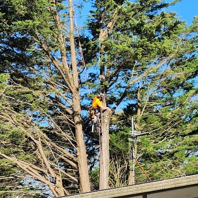 Mystic Tree Services cover