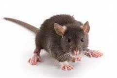 NT Pest & Weed Control