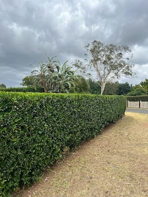 Oran park lawn and gardening services project 4