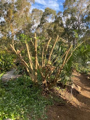 Oran park lawn and gardening services project 6