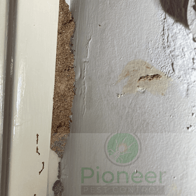 Pioneer Pest Control P/L project 6