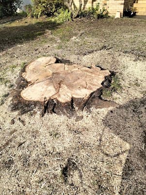 Practical Tree Solutions cover