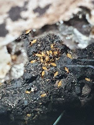 PrimeClean Pest Control. project 3