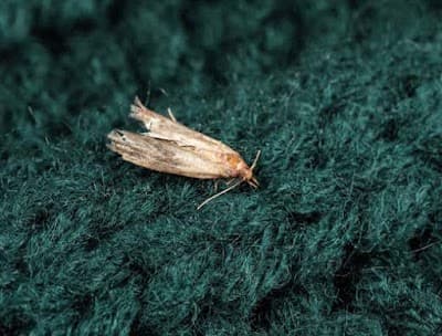 Pro'best Pest Control Malvern project 5