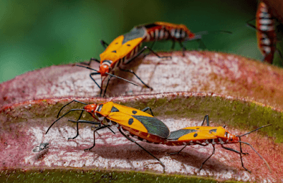 Pro Pest Control Melbourne cover