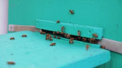 Pro Pest Control Melbourne project 4