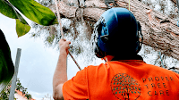 Proper Tree Care