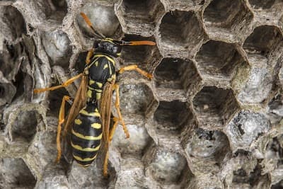Protech Pest Control project 3