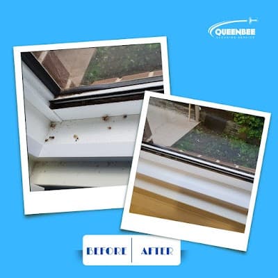 QueenBee Cleaning in Sydney cover