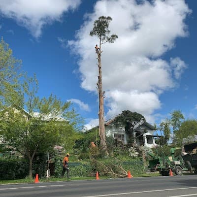 Rapid Tree Solutions cover