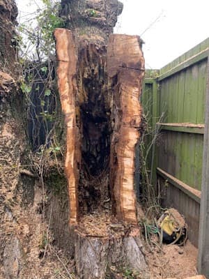 Rapid Tree Solutions project 3