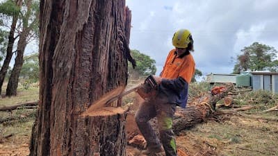 Rapid Tree Solutions project 4