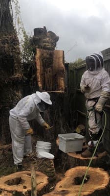 Rapid Tree Solutions project 6