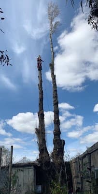 Rapid Tree Solutions project 1
