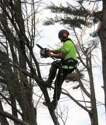 Redback Tree Services Bayside cover