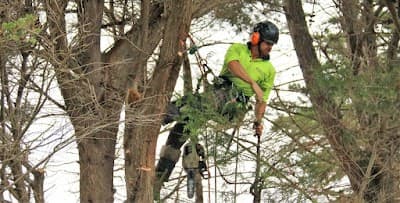 Redback Tree Services Bayside project 1